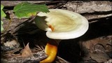 Ganoderma meredithiae image