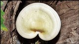 Ganoderma meredithiae image