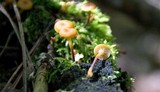 Xeromphalina kauffmanii image