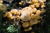 Xeromphalina kauffmanii image