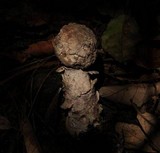 Hypomyces hyalinus image