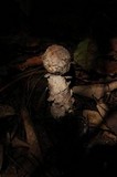 Hypomyces hyalinus image