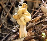 Helvella crispa image