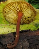 Xeromphalina tenuipes image