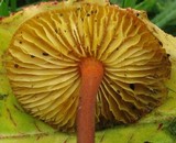 Xeromphalina tenuipes image