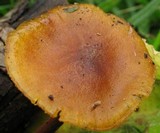 Xeromphalina tenuipes image