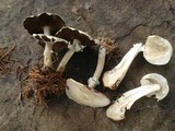 Agaricus silvicola image