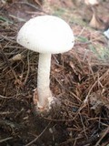 Amanita pseudovolvata image