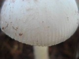 Amanita pseudovolvata image