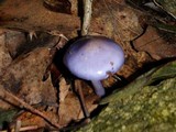 Cortinarius iodes image