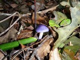 Cortinarius iodes image