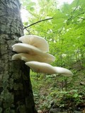 Pleurotus populinus image