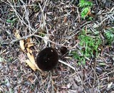 Lactarius lignyotus image