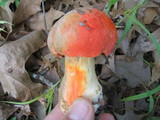 Gyroporus ballouii image