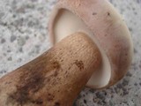 Tylopilus rubrobrunneus image