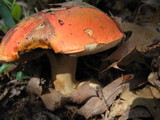 Tylopilus balloui image