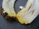 Agaricus placomyces image