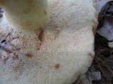Gyroporus ballouii image