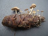 Baeospora myosura image