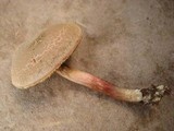 Boletus chrysenteron image