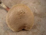 Boletus chrysenteron image