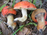 Tylopilus balloui image