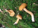 Cantharellus appalachiensis image