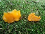 Dacryopinax spathularia image