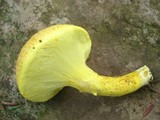 Pulveroboletus ravenelii image