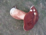 Xanthoconium purpureum image