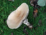 Stropharia hardii image