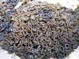 Collema auriforme image