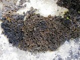 Collema auriforme image