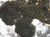 Lathagrium cristatum image