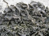 Blennothallia crispa image