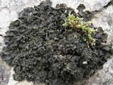 Blennothallia crispa image