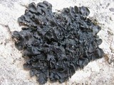 Blennothallia crispa image