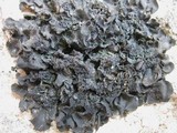 Blennothallia crispa image