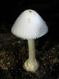 Volvariella bombycina image