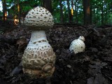 Amanita rhopalopus image