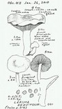 Lepista densifolia image