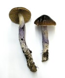 Cortinarius vanduzerensis image