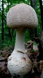 Amanita rhopalopus image