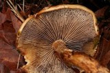 Hemistropharia albocrenulata image