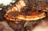 Hemistropharia albocrenulata image