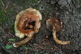 Hemistropharia albocrenulata image