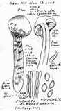 Hemistropharia albocrenulata image