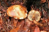 Hemistropharia albocrenulata image