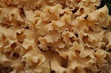 Sparassis crispa image