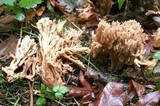 Ramaria acrisiccescens image